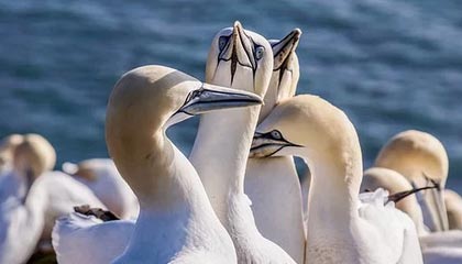 导游和陪游的界限在哪