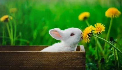 平湖伴游，定制QQ：3494206190微信：act1322